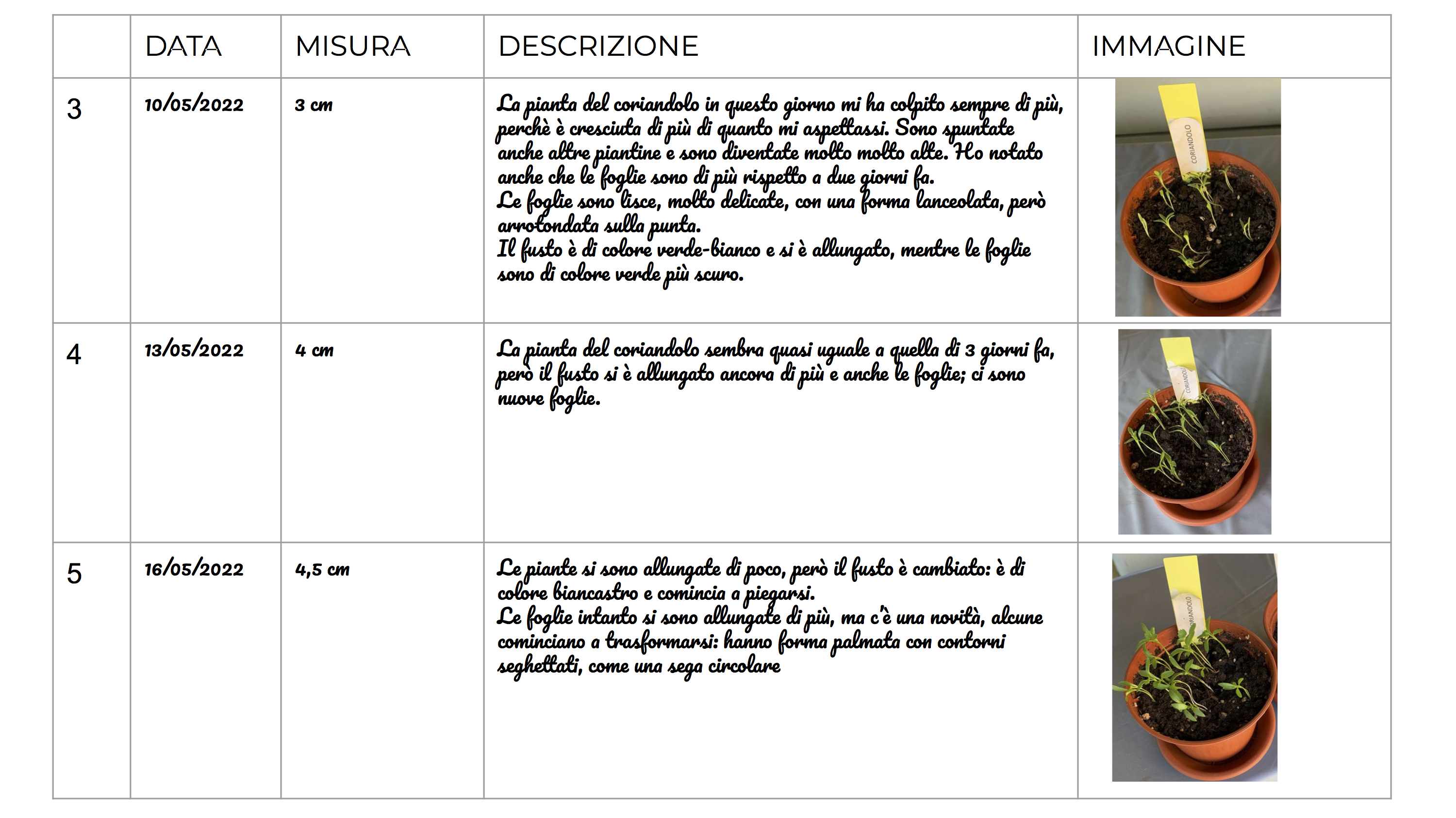 Frutto 7