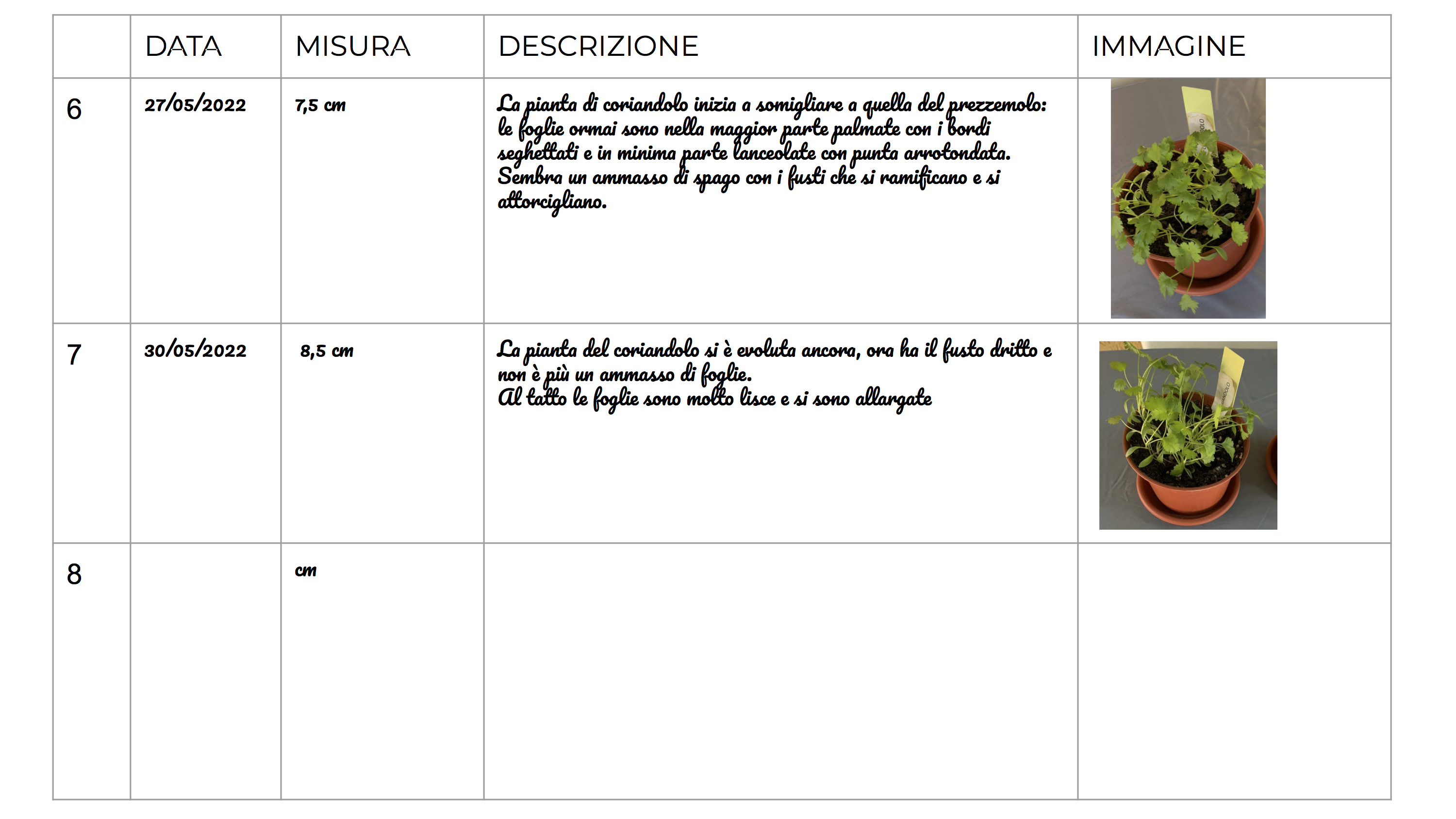 Frutto 8